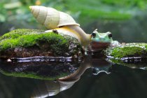 Schnecke kriecht auf einen klobigen Frosch zu, verschwommener Hintergrund — Stockfoto