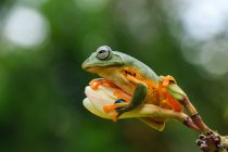 Wallace rana volante su un bocciolo di fiore, sfondo sfocato — Foto stock