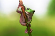 Porträt eines knödeligen Frosches auf einem Pflanzenstamm, unscharfer Hintergrund — Stockfoto