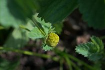 Gros plan d'un bébé fraise poussant sur une plante — Photo de stock