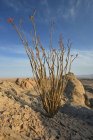 Vue panoramique sur le cactus d'Ocotillo en fleurs, Anza-Borrego Desert State Park, Californie, Amérique, États-Unis — Photo de stock
