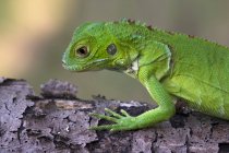Seitenansicht Porträt eines grünen Leguans, selektiver Fokus — Stockfoto