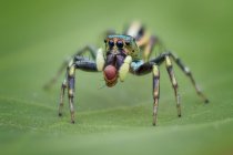 Крупный план прыгающего паука, выборочная фокусировка — стоковое фото
