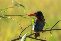 Portrait of a kingfisher bird sitting on branch against blurred background — Stock Photo