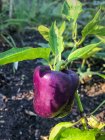 Крупный план фиолетового перца, растущего на растении — стоковое фото