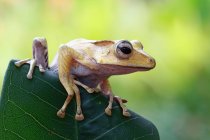 Жаба з вухатого дерева на листі, розмитий фон — стокове фото