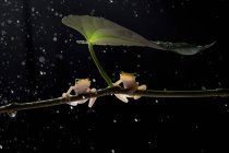 Dos ranas sentadas en una planta bajo la lluvia, fondo borroso - foto de stock