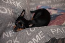 Miniature pinscher dog relaxing on a sofa, closeup view — Stock Photo