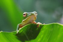 White-lipped tree frog on a leaf, blurred background — Stock Photo