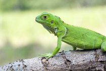 Vista lateral Retrato de una iguana verde, enfoque selectivo - foto de stock
