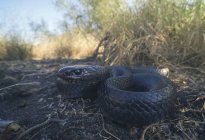 Vue rapprochée du serpent indigo de l'Est sauvage, mise au point sélective — Photo de stock