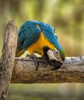 Guacamayo azul y dorado sentado en la rama, fondo borroso - foto de stock