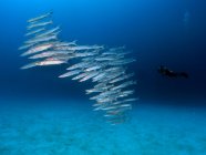 Mulher nadando com uma escola de peixe barracuda, Koror, Palau — Fotografia de Stock
