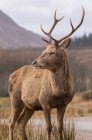 Retrato de un ciervo de Glen Etive, Highland, Escocia, Reino Unido - foto de stock