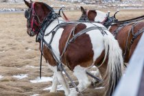 Два коні тягнуть візок — стокове фото