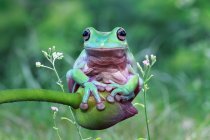 Eared tree frog sitting on a flower bud, blurred background — Stock Photo