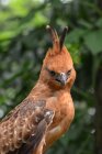 Javan hawk eagle against blurred background — Stock Photo