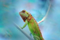 Portrait of an Iguana on a branch, selective focus — Stock Photo