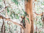 Cute koala sitting on eucalyptus tree in sunlight — Stock Photo