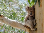 Lindo koala sentado en eucalipto árbol en la luz del sol - foto de stock