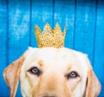 Rei da rainha da coroa do bulldog francês — Fotografia de Stock