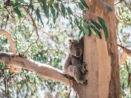 Mignon koala assis sur l'eucalyptus en plein soleil — Photo de stock