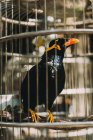 Close-up de um pássaro em uma gaiola contra fundo borrado — Fotografia de Stock