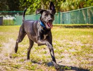 Carino cane Labrador in esecuzione in un parco — Foto stock