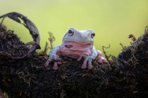 Портрет жаби на дереві, розмитий фон — стокове фото