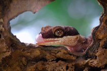 Portrait d'un Gecko se léchant les lèvres, mise au point sélective — Photo de stock