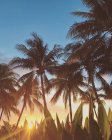 Palmen am Strand bei Sonnenuntergang, Orange County, Kalifornien, Vereinigte Staaten — Stockfoto
