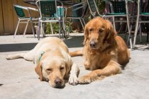 Retriever and labrador dogs lying in sun, closeup view — Stock Photo