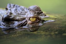 Nahaufnahme eines unter Wasser liegenden Krokodilkopfes, selektiver Fokus — Stockfoto