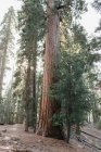 Scenic view of Sequoia National Park, California, America, USA — Stock Photo