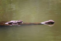 Close-up tiro de crocodilo nadando na água — Fotografia de Stock
