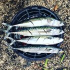 Four mackerel fish on a barbecue on the beach — Stock Photo