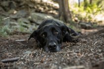 Cão deitado na floresta, vista de perto — Fotografia de Stock