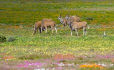 Vista panorámica de la manada de pastoreo eland, Costa Oeste, Sudáfrica - foto de stock