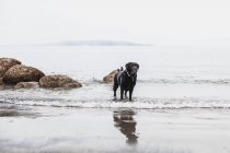 Чорний лабрадор собака стоїть на пляжі Ірландії — стокове фото