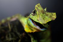 Retrato de um lagarto com boca aberta, vista de perto, foco seletivo — Fotografia de Stock