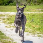 Great Dane correndo em um parque, vista close-up — Fotografia de Stock