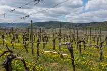 Vignoble vert dans la région du Chianti, espagne — Photo de stock