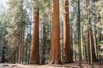 Malerischer Blick auf Mammutbaum-Nationalpark, Kalifornien, Amerika, USA — Stockfoto