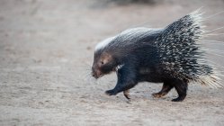 Closeup view portrait of a porcupine running, Botswana — Stock Photo