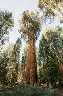 Vue panoramique du parc national de Sequoia, Californie, Amérique, États-Unis — Photo de stock