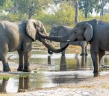 Vista panorámica de majestuosos elefantes de pie en un río, Botswana - foto de stock