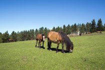 Wild horses grazing in mountains green grass meadow — Stock Photo