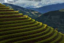 Тераси рисових полів, Mu Cang чай, за круглим, Тай Bac, В'єтнам — стокове фото