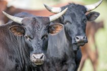 Nguni Calves, South Africa — Stock Photo