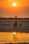 Ciel orangé coucher de soleil et ponçage girafe — Photo de stock